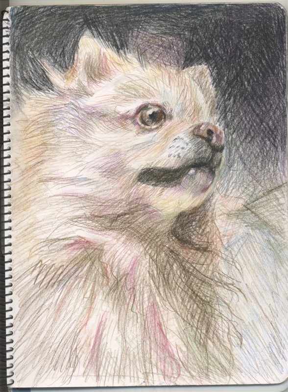 DOG.jpg