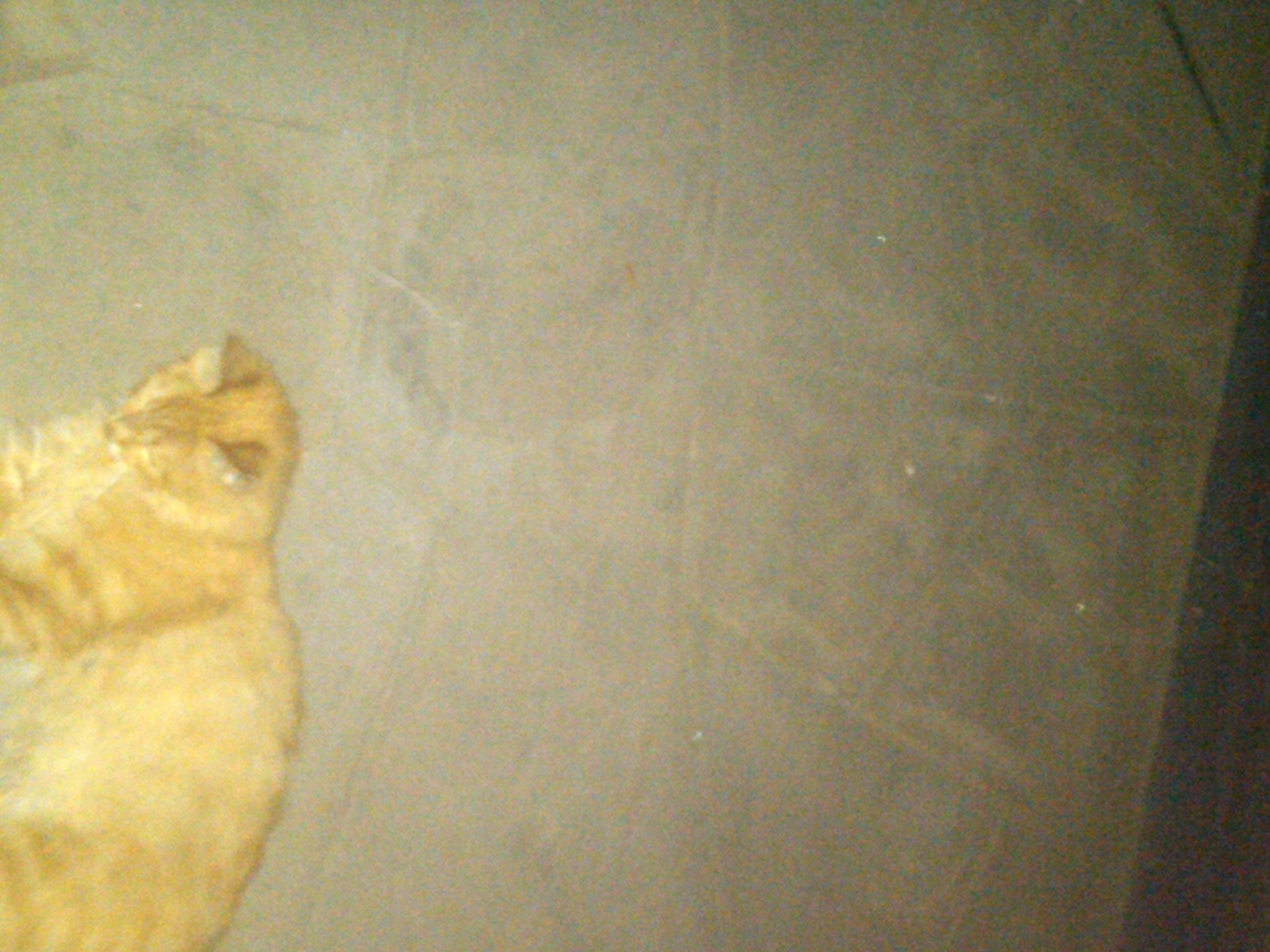 IMG00025-20110615-2318.jpg