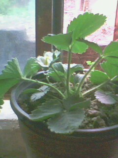 IMG0257A.jpg
