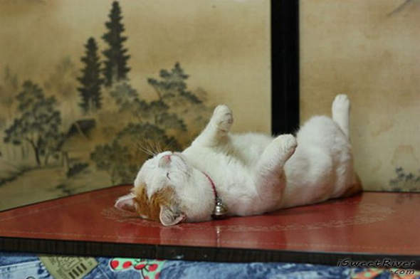 the-laziest-cat-in-the-world-05.jpg