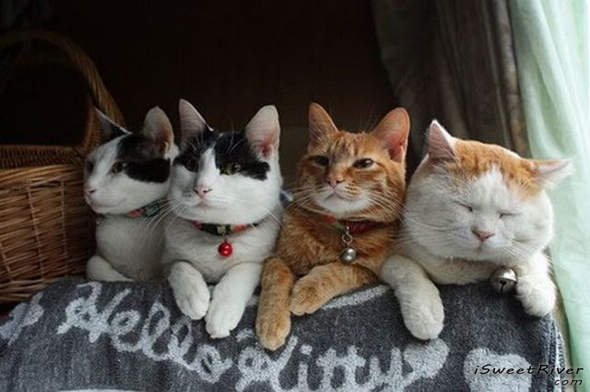 the-laziest-cat-in-the-world-06.jpg