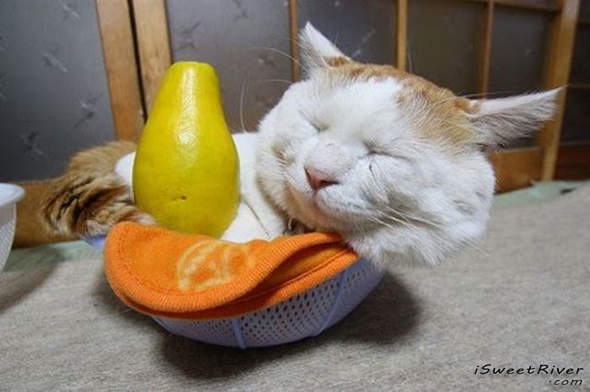 the-laziest-cat-in-the-world-08.jpg