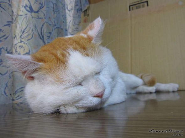 the-laziest-cat-in-the-world-09.jpg