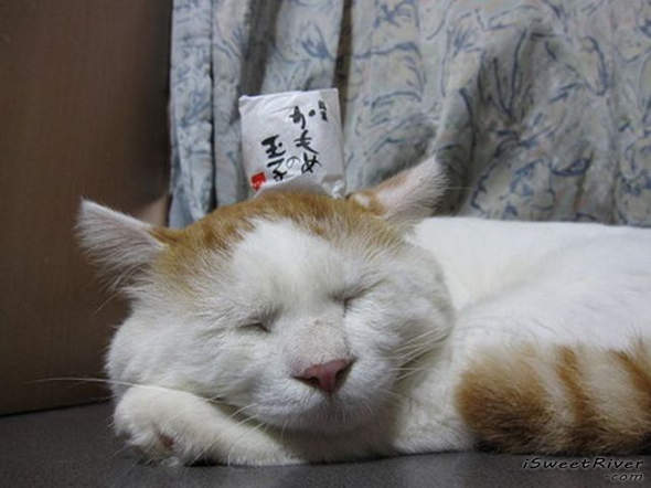 the-laziest-cat-in-the-world-11.jpg
