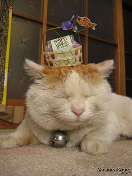 the-laziest-cat-in-the-world-15.jpg