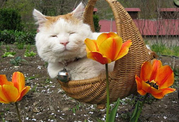the-laziest-cat-in-the-world-16.jpg