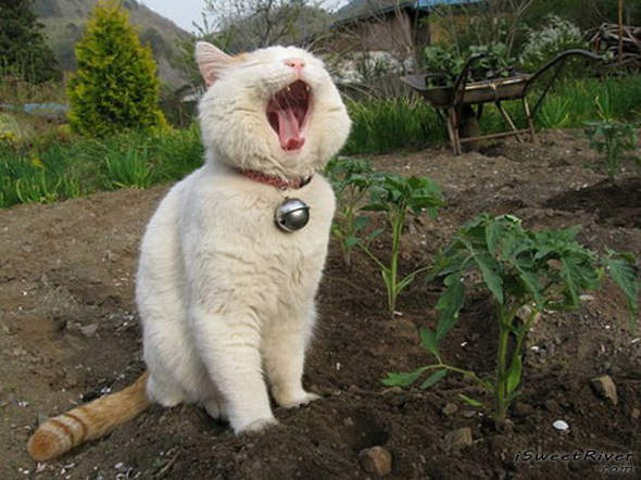 the-laziest-cat-in-the-world-18.jpg