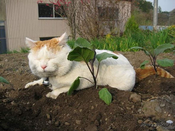 the-laziest-cat-in-the-world-19.jpg