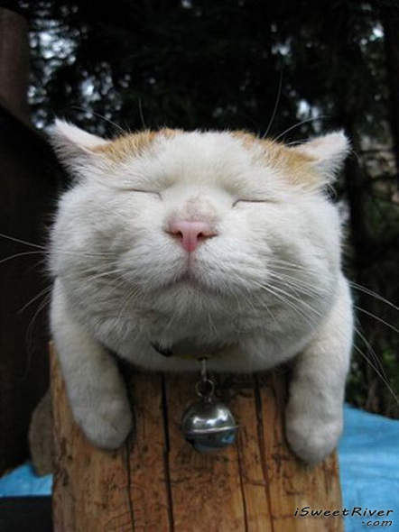 the-laziest-cat-in-the-world-23.jpg