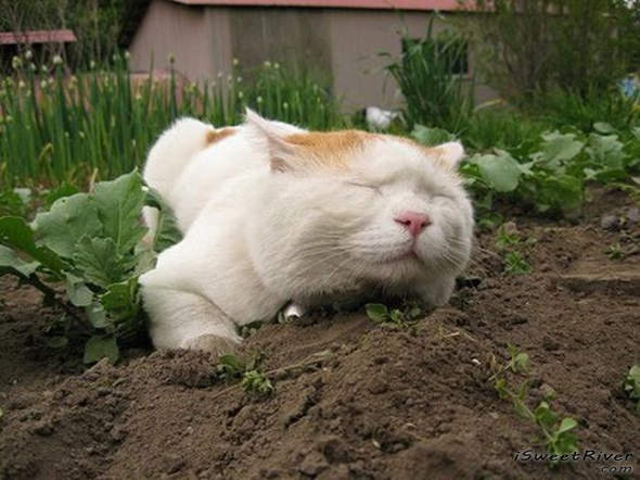 the-laziest-cat-in-the-world-24.jpg